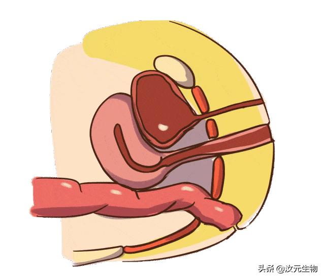 如何放松你的盆底肌,你有好好养护自己的肝脏吗