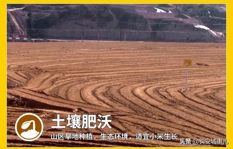 那年愿,那年愿产品介绍