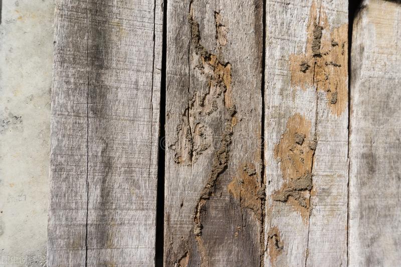 家里白蚁多怎么办轻松教你除白蚁,屋内白蚁怎么防治