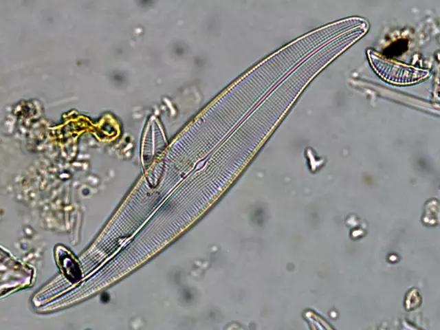 水产养殖业藻类的生命周期,水产养殖常见藻类植物