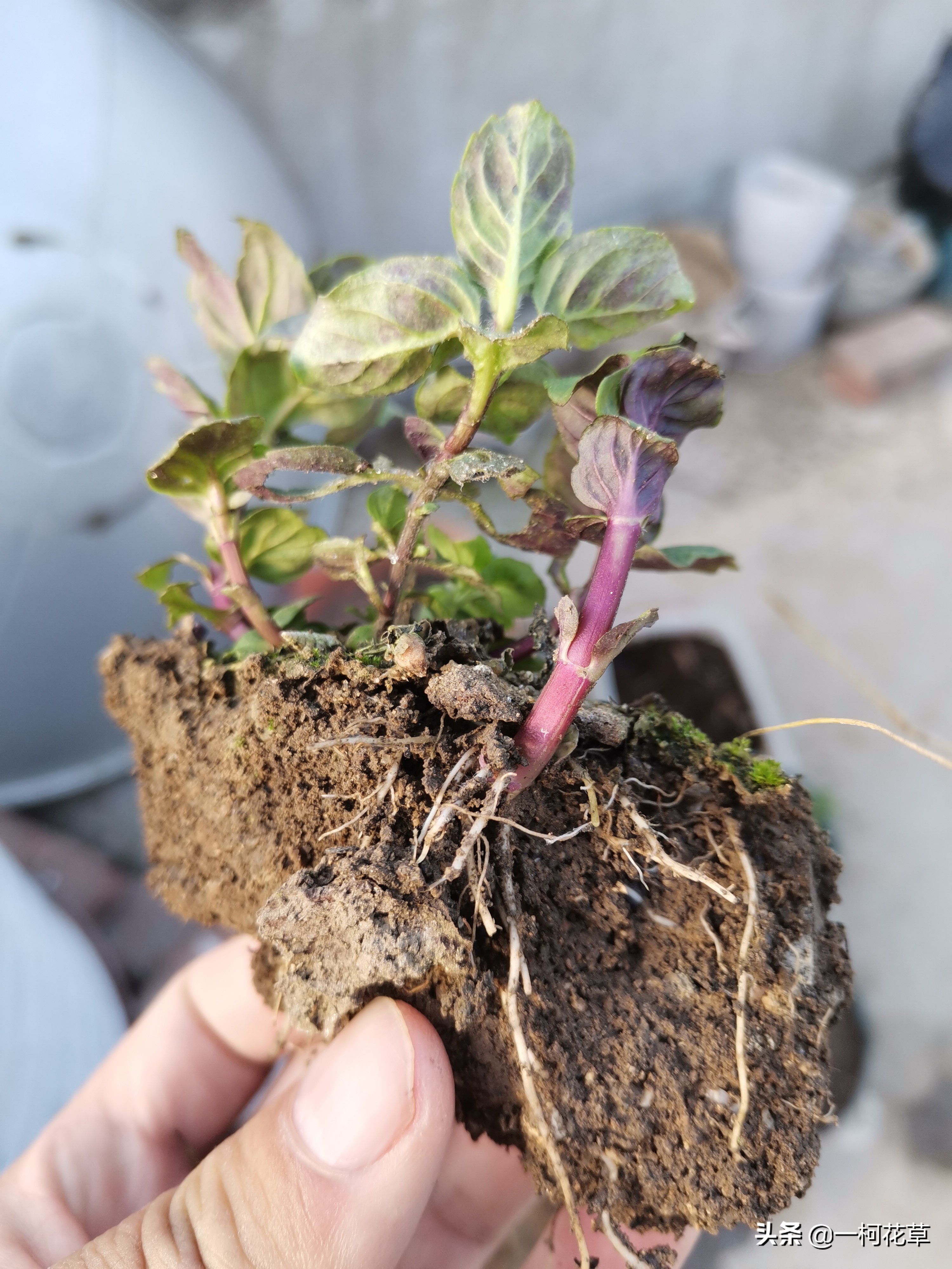 薄荷是靠根还是种子繁殖,薄荷根茎繁殖技术图解视频