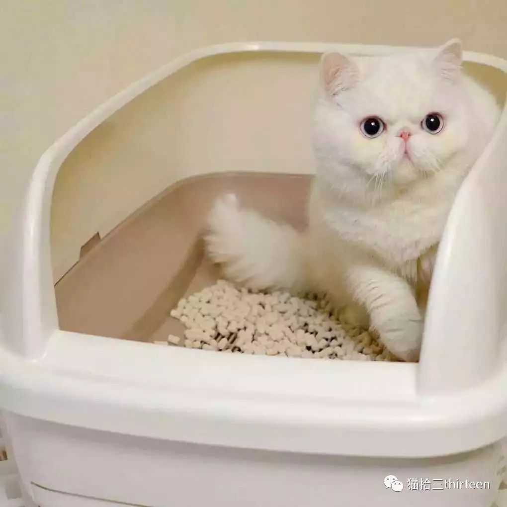 疫情期间,猫咪经常呕吐|并非肠胃问题,便秘尿闭才是罪魁祸首