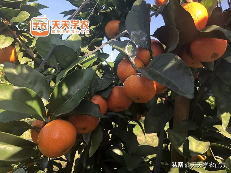 金秋砂糖桔的缺点,今年的金秋砂糖橘
