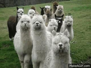 时髦的羊驼,有格调的羊驼