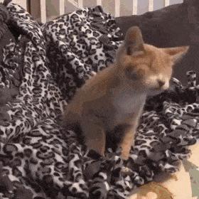 失明猫咪康复治疗,失明猫咪怎么照顾