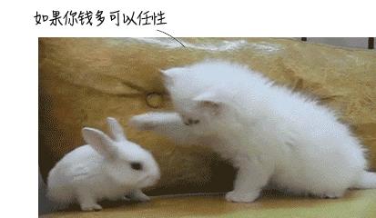 被猫狗咬伤如何正确处理,被猫狗咬伤十天了还能打针吗