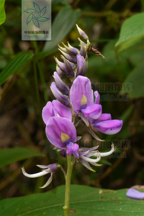 藁本神农本草经,神农本草经葛根原文