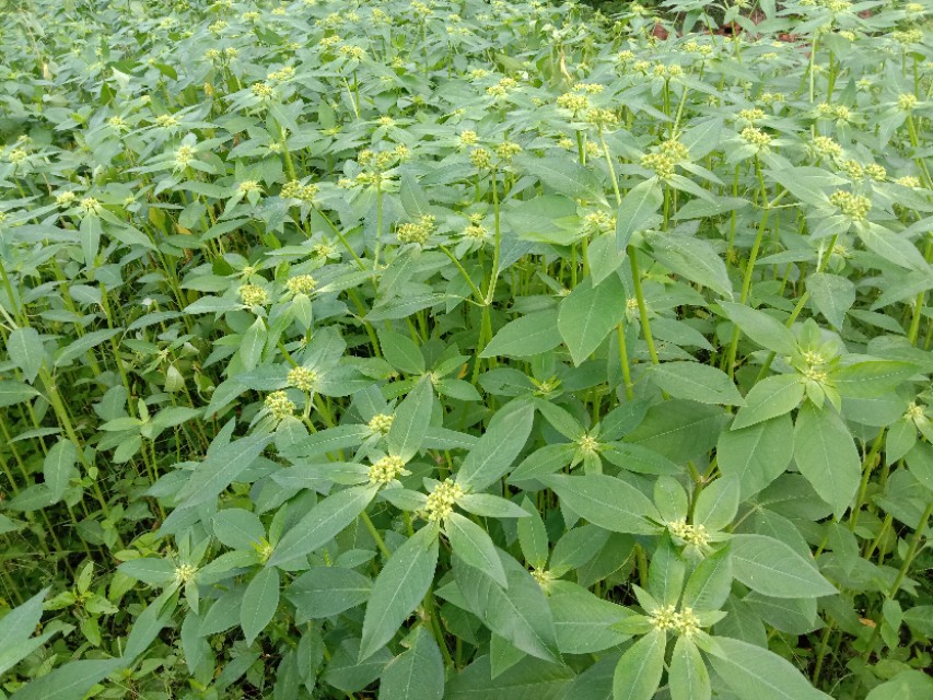 清静是自救的良方,清静自救的最佳方法