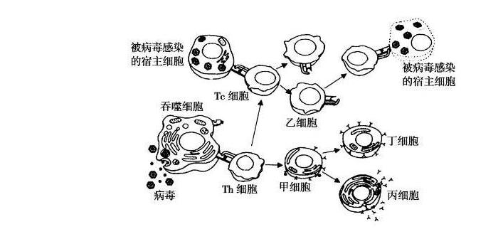 cpt疗法治疗创伤后应激障碍,cpt抗癌