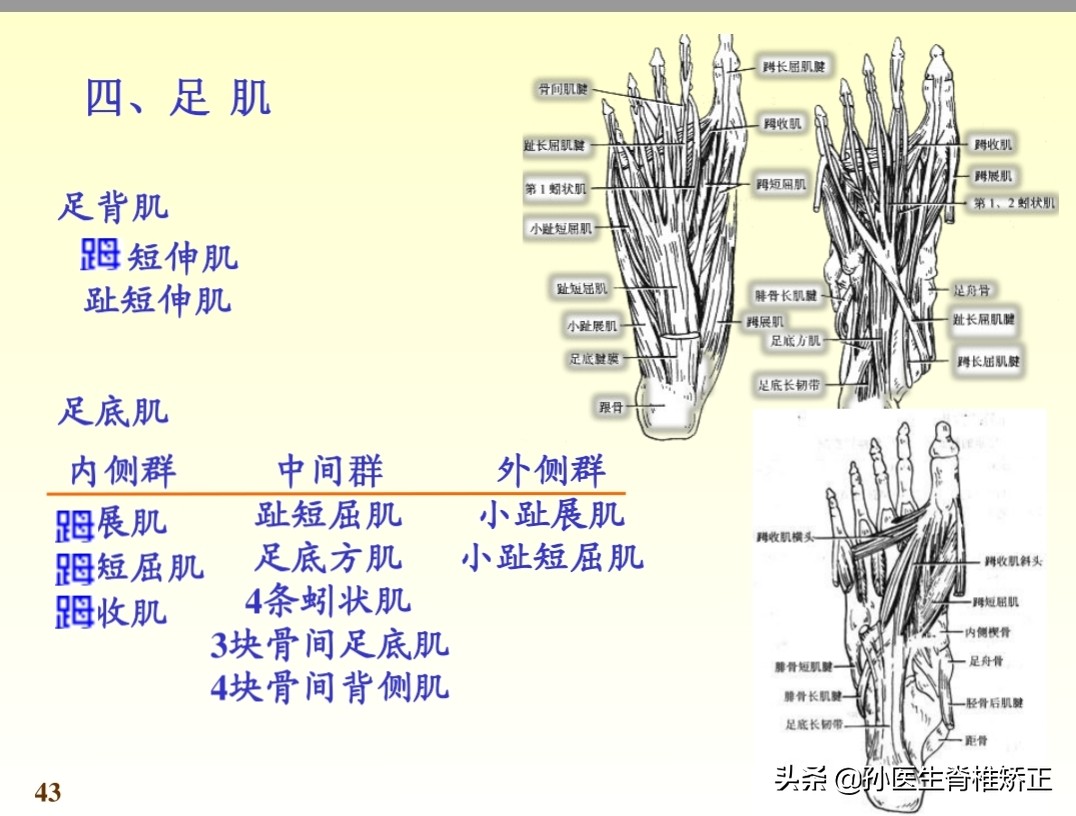 系统解剖学骨学ppt课件,解剖学基本知识ppt课件