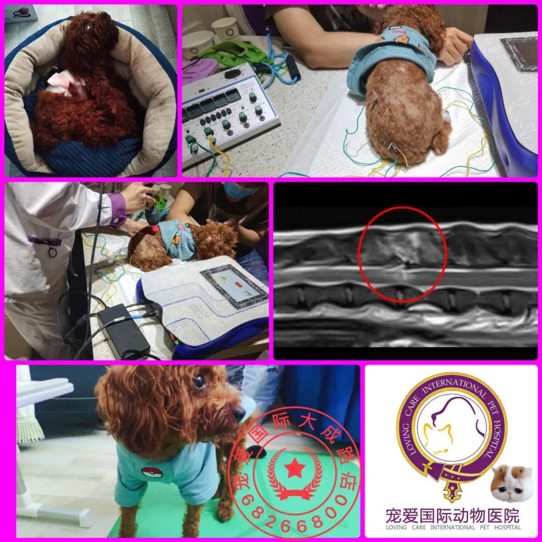 如果狗狗不慎被咬伤，作为家长该怎么办？