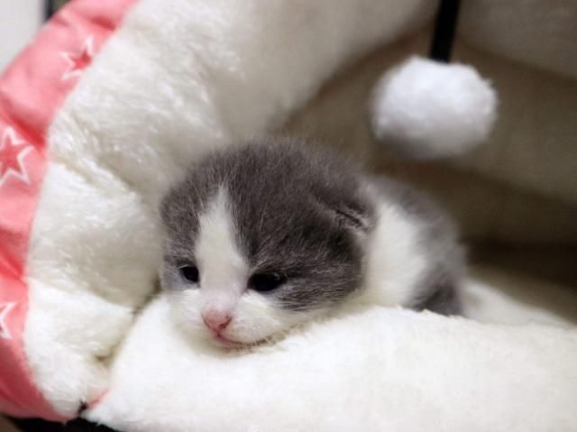 英国短毛猫的种类特别多,哪种是你的心头爱?最爱橘色“金胖子”