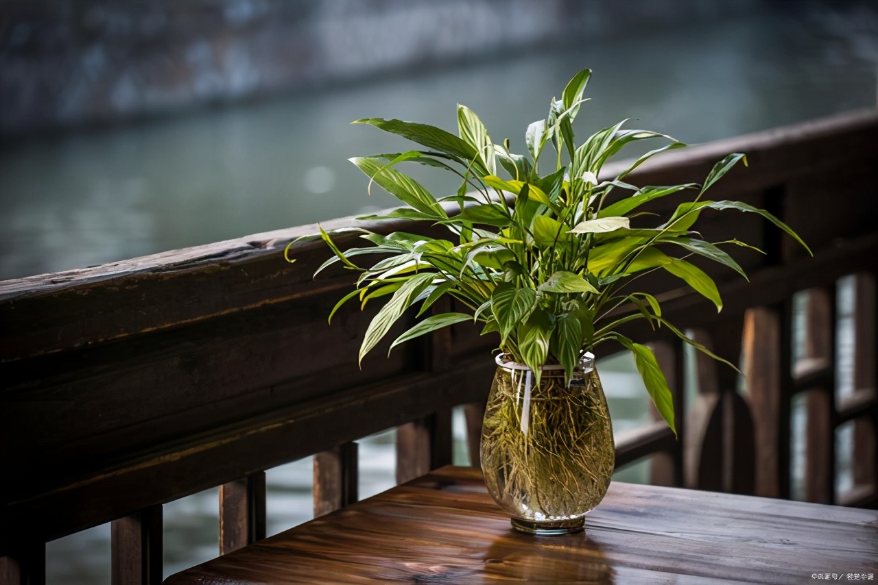 怎么养水培绿萝长得快又茂盛,懒人盆水培绿萝怎样养才能茂盛