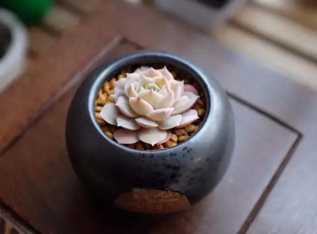 推荐轻松玩转100种常见多肉植物,700种多肉植物图鉴pdf百度云