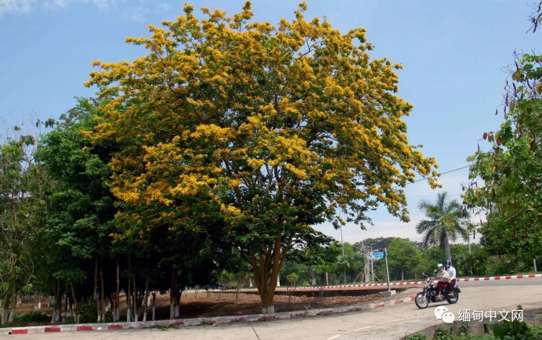 紫檀花开独一无二,紫檀花开了视频
