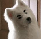 无锡狗狗上狗证,无锡狗狗要办证吗