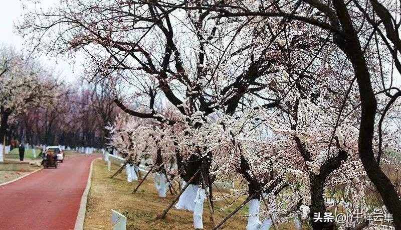 我的家乡商丘夏邑,夏邑又多一处美景有山有水还有花