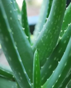 养护芦荟做到这几点,你的芦荟照样可以开出漂亮的花朵!