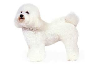 最受欢迎的四大宠物狗你养了吗,比较可爱乖巧的宠物狗有哪些