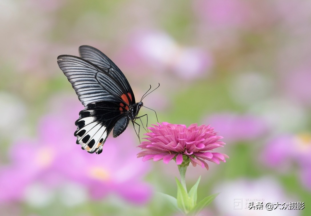 他7年专注拍蝴蝶,获“蝶痴”、“蝶仙”雅号