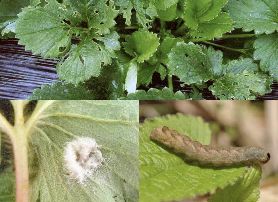 阳台草莓怎么预防虫害,草莓病虫害防治图谱