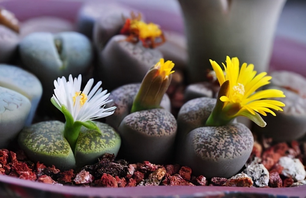 这8样植物可以在家养,家里养的3种常见植物