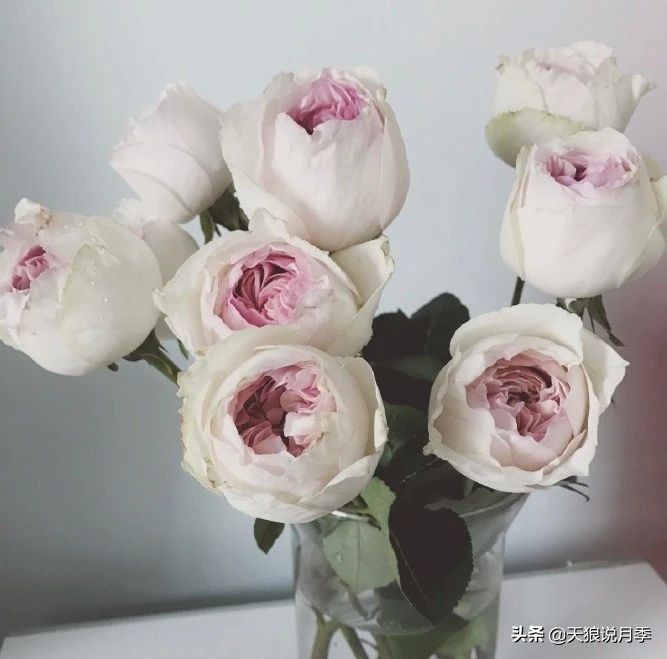 月季控对美的极致追求，尽在伊芙系列