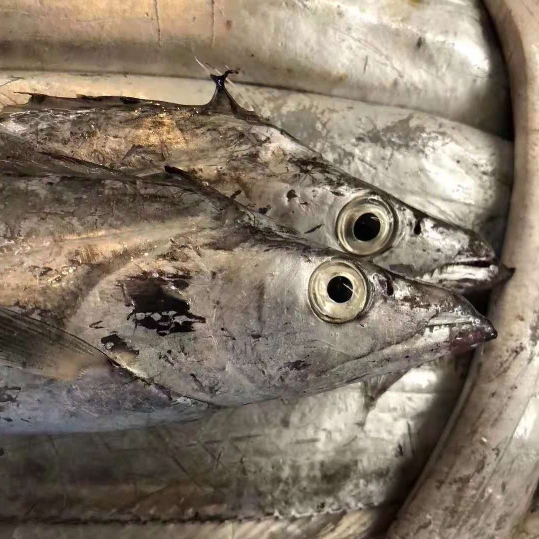 带鱼最好的是什么品种,带鱼你知道怎么挑选吗