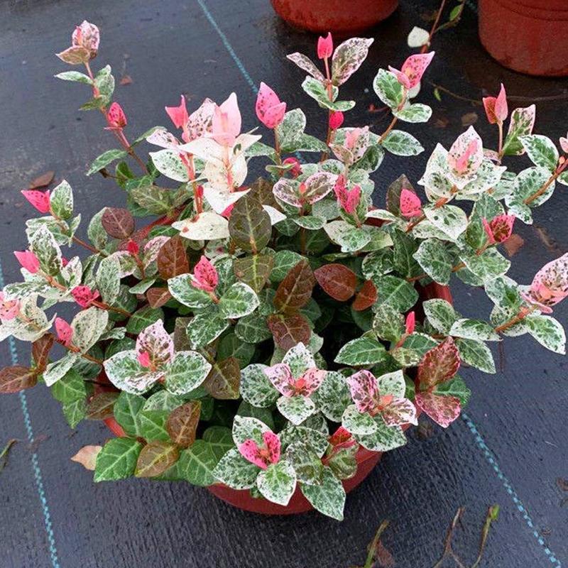 优雅灵动婉转清丽的花叶藤草,花叶络石这么养护,缤纷芳菲如彩蝶