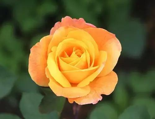 最漂亮10种微型月季,新手必入这8种月季漂亮好养