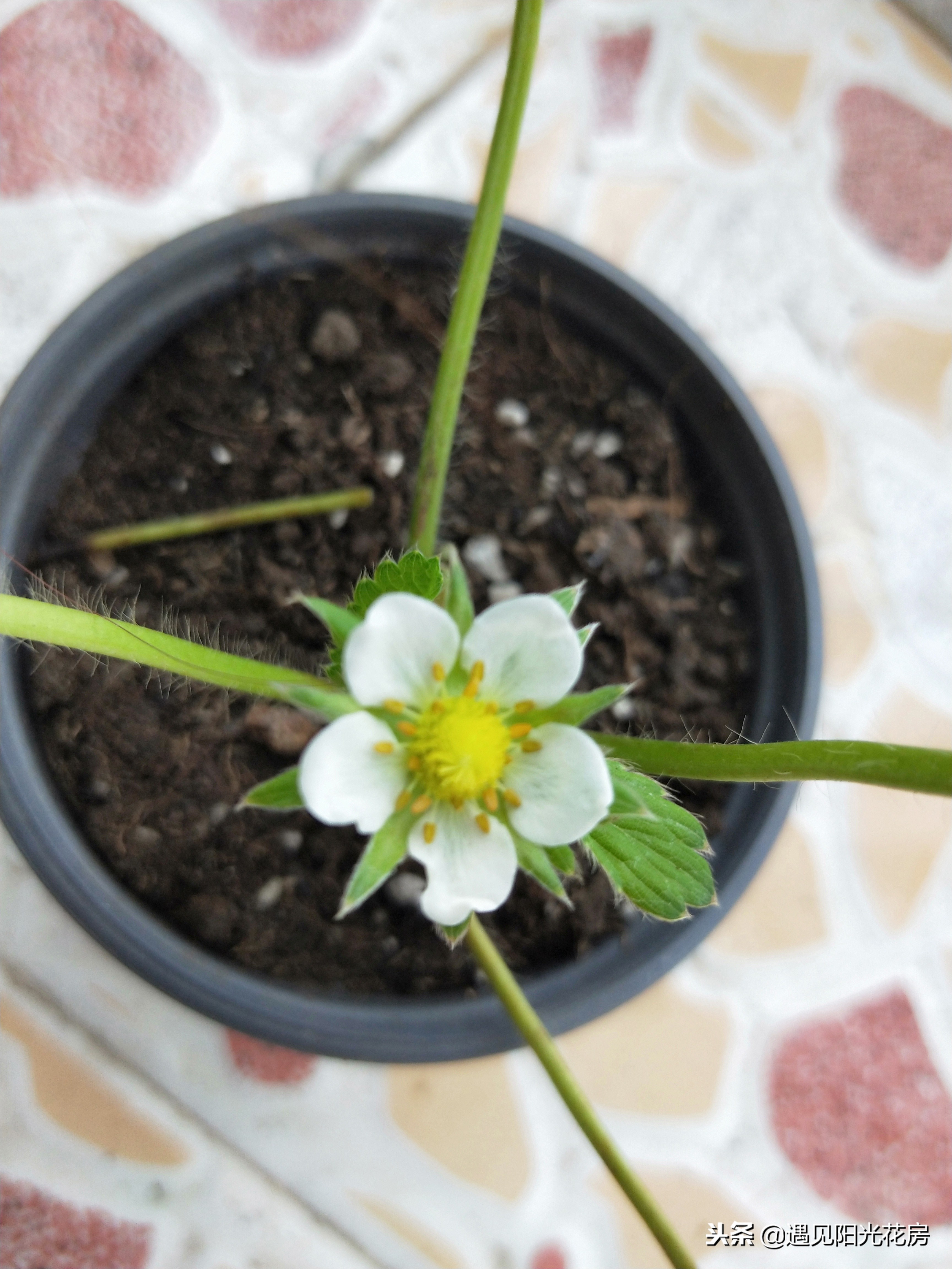 盆栽草莓开花了怎么养护,怎么养草莓才会多开花