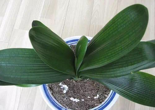 君子兰长歪了怎么补救,君子兰花箭不在中间被叶压歪了