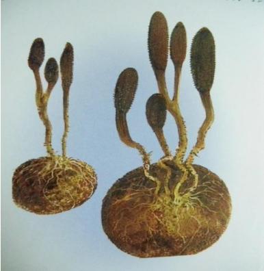 除了虫草还有什么补品,虫草跟冬虫夏草有什么区别