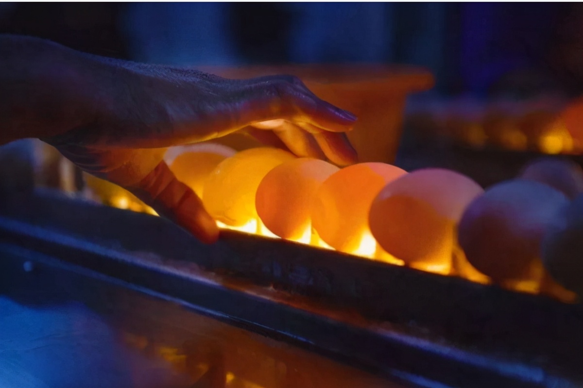 海鸭蛋为什么里面有油,海鸭蛋有造假的吗