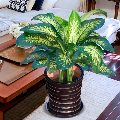 家里养花避开几种毒花,家庭养花需要知道的10大剧毒植物