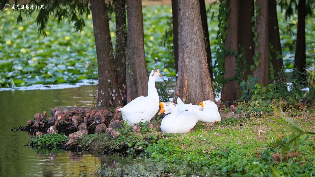 速来!园博苑有让*欲人**罢不能的季相变化之美,还有众多萌物陪伴你~