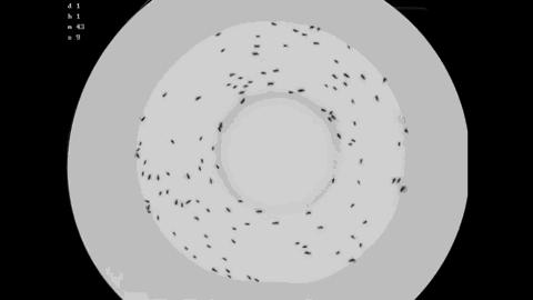 集群容易分散难，蝗灾究竟是怎么形成的？