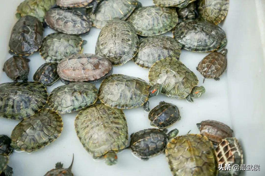 超便宜！成都铁轨下的花市5元买回一个春天！