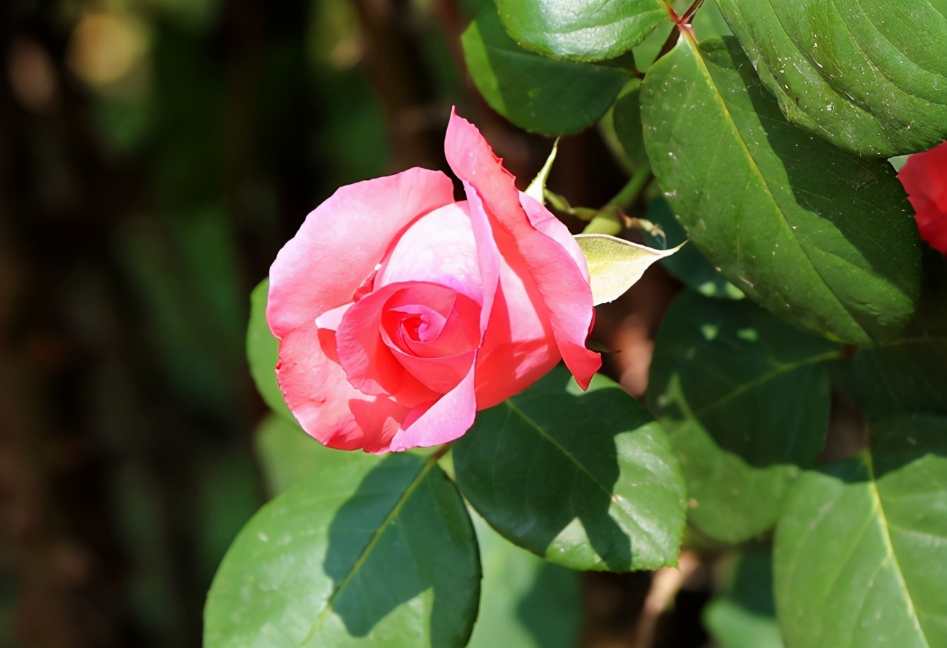 世界哪里的玫瑰最出名,中国哪里的玫瑰最好