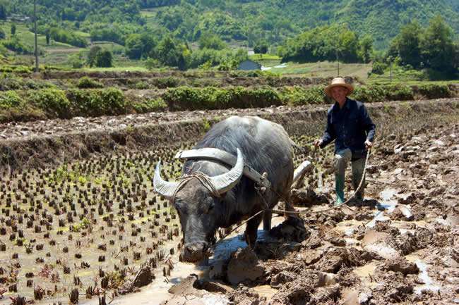 世界上最强壮的牛体重堪比大象,世界最大的牛多少斤吉尼斯