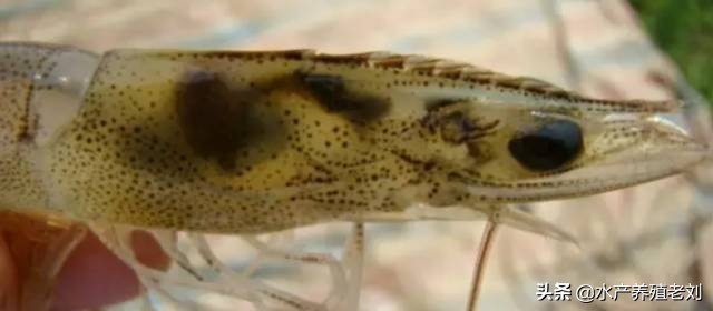 干货,还在花钱学习白对虾养殖方法么?你要的课程这里都有