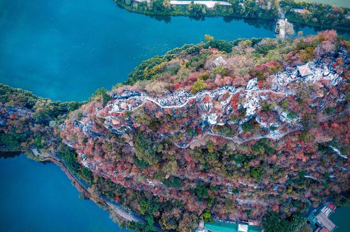 星湖冬日燃情，比落羽杉还要红的是什么？#我和湿地有个约会#