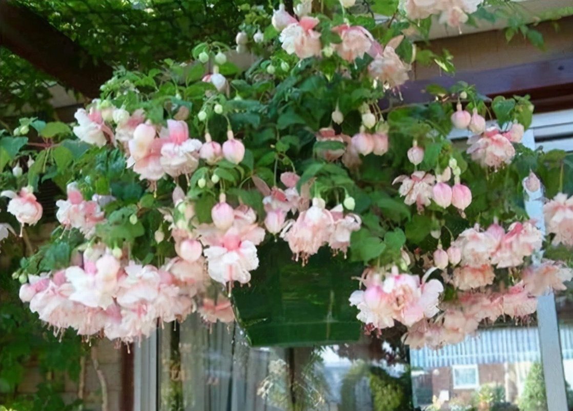 便宜的网红花有哪些图片,4种高颜值网红花