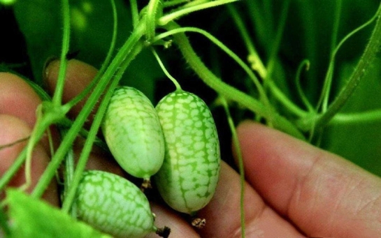 好吃又便宜的网红水果推荐,好吃又奇葩又贵的水果