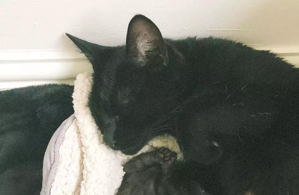 可怜的猫咪被一个小孩救了一命,可怜猫咪被冻死