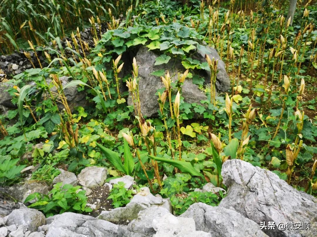 【农民日报推出《特困片区脱贫记》系列报告文学⑨】开在石头上的花