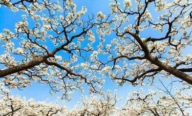 宁陵万亩梨园梨花节几号结束,宁陵梨花节是什么时间举行的