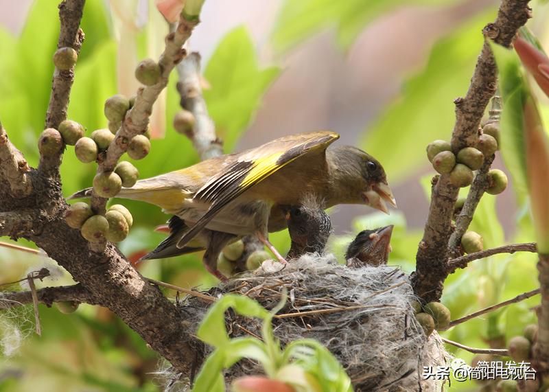 简阳获奖名单,获奖名单定格