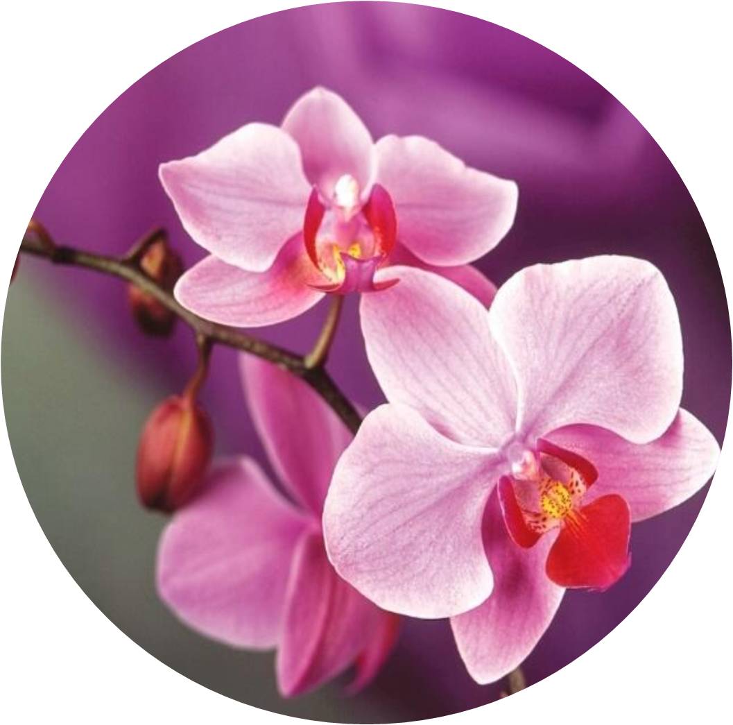 菊竹梅兰图欣赏,花中四君子的兰花图片