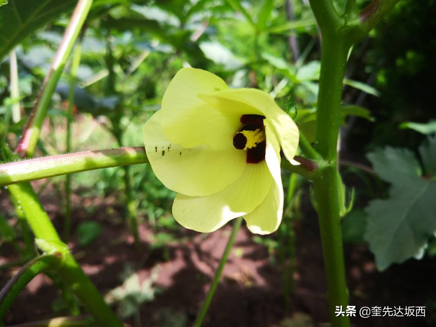 新农村科技兴农,新农人励志诗句